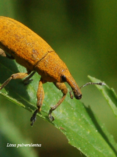 Lixus pulverulentus  Chiedo conferma